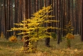 BORY TUCHOLSKIE - pazdziernik 2007